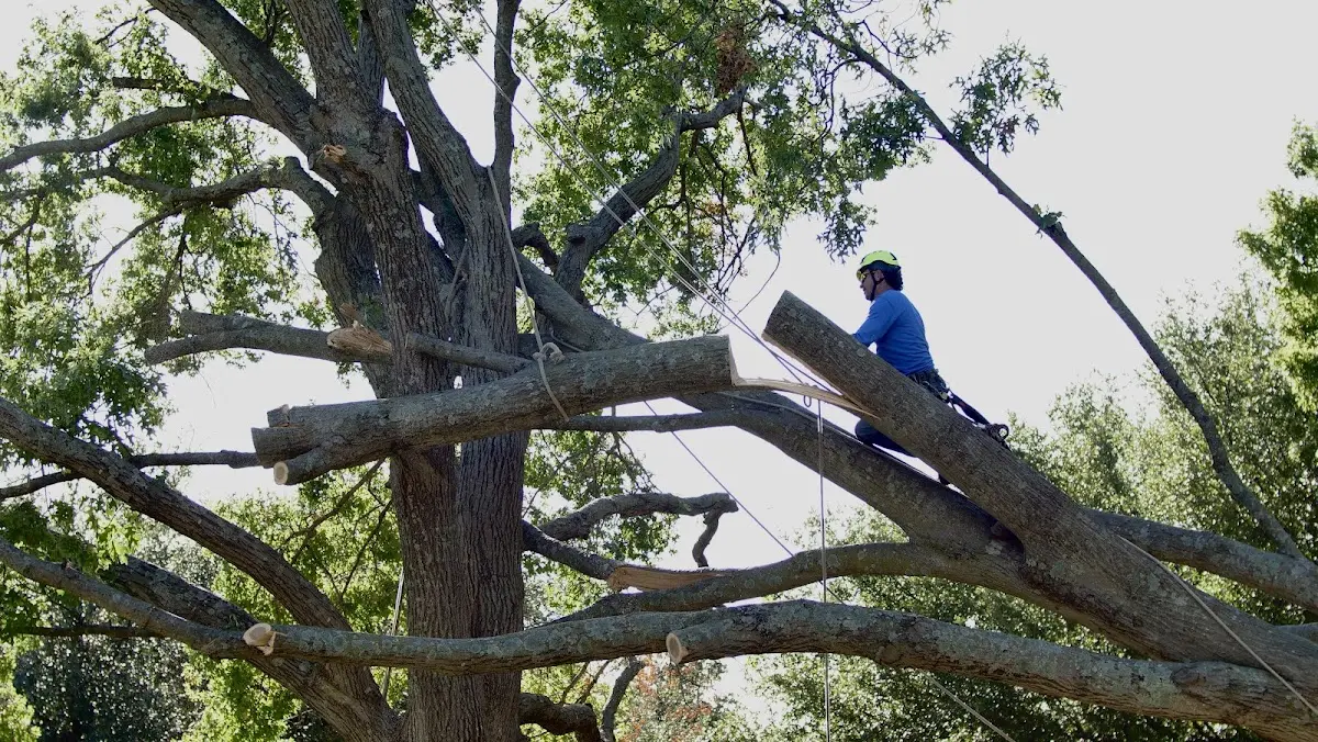 Professional Hazardous Tree Removal performed by certified arborists in Pawnee Rock